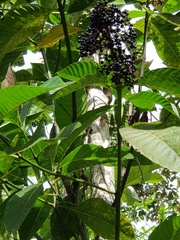 Palicourea guianensis