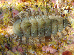 Rhyssoplax olivacea