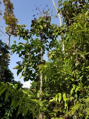 Palicourea guianensis