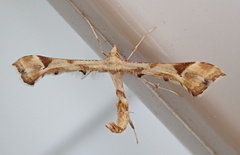 Platyptilia carduidactylus