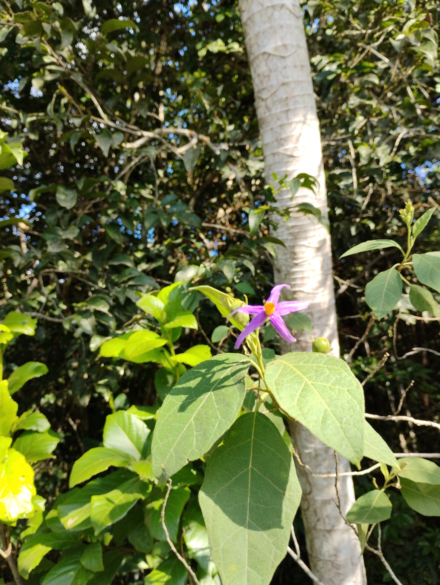 Solanum paludosum