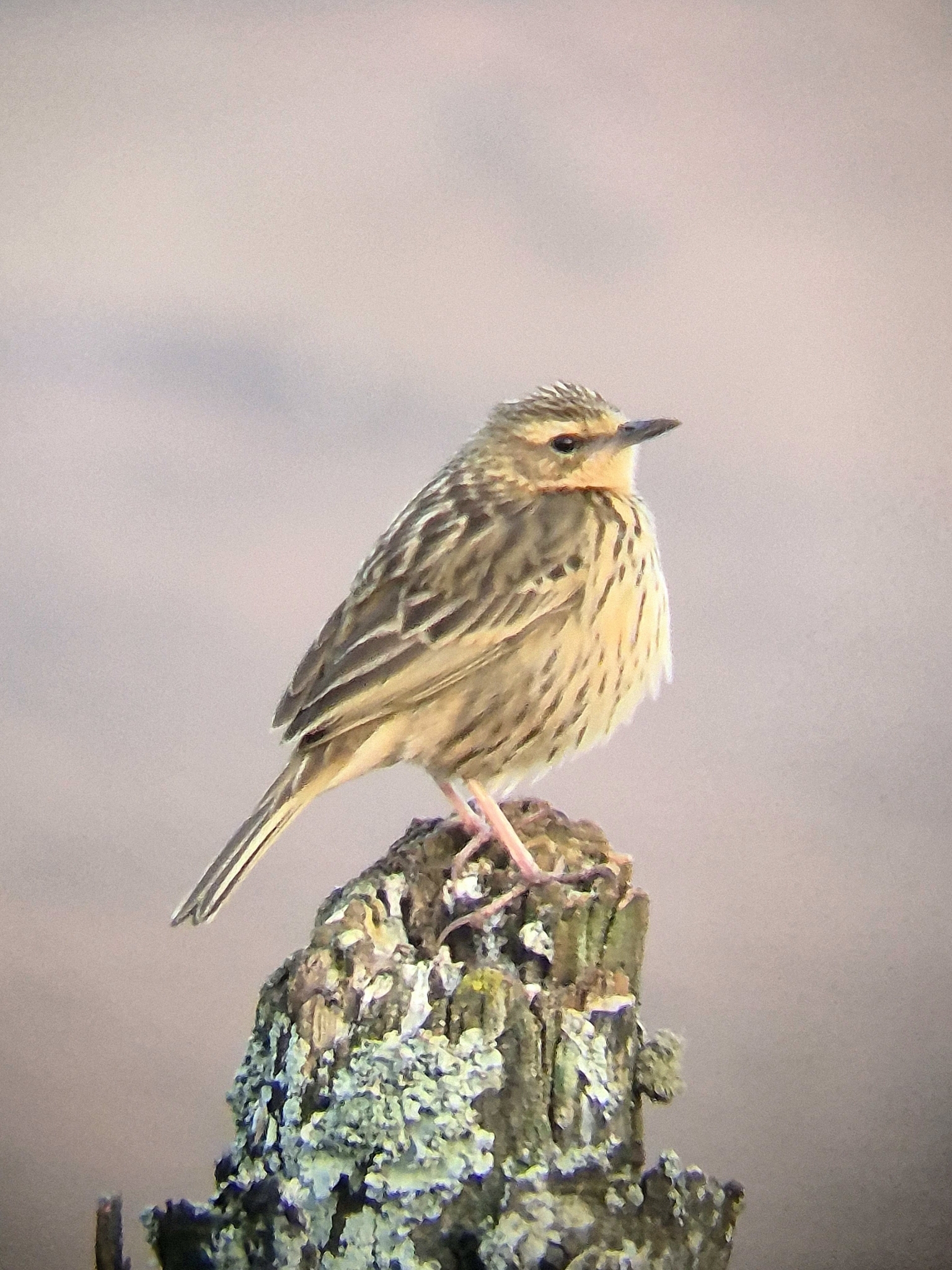 Nilgiri Pipit (Anthus nilghiriensis), photo 2