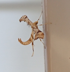 Platyptilia carduidactylus