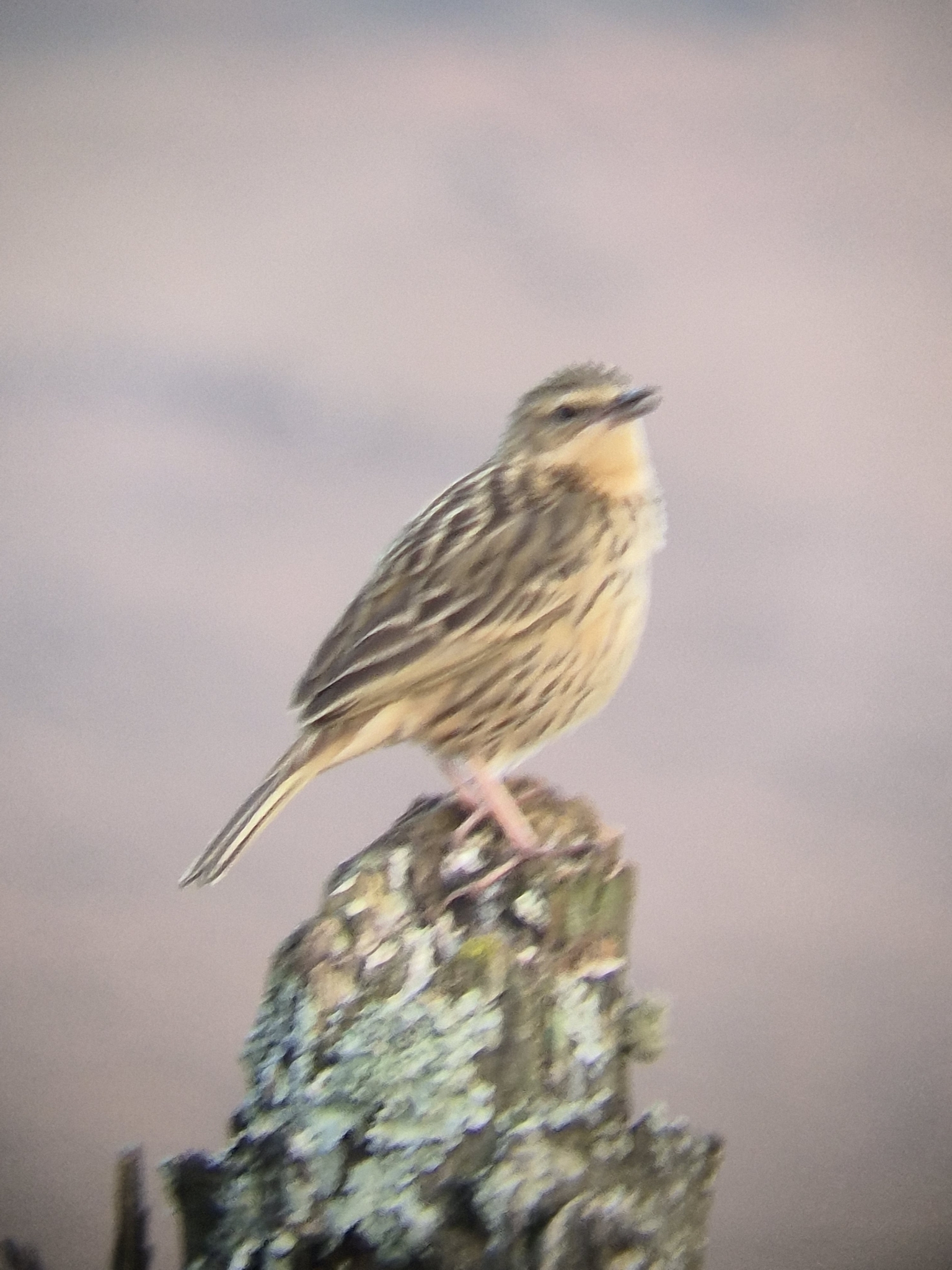 Nilgiri Pipit (Anthus nilghiriensis), photo 3