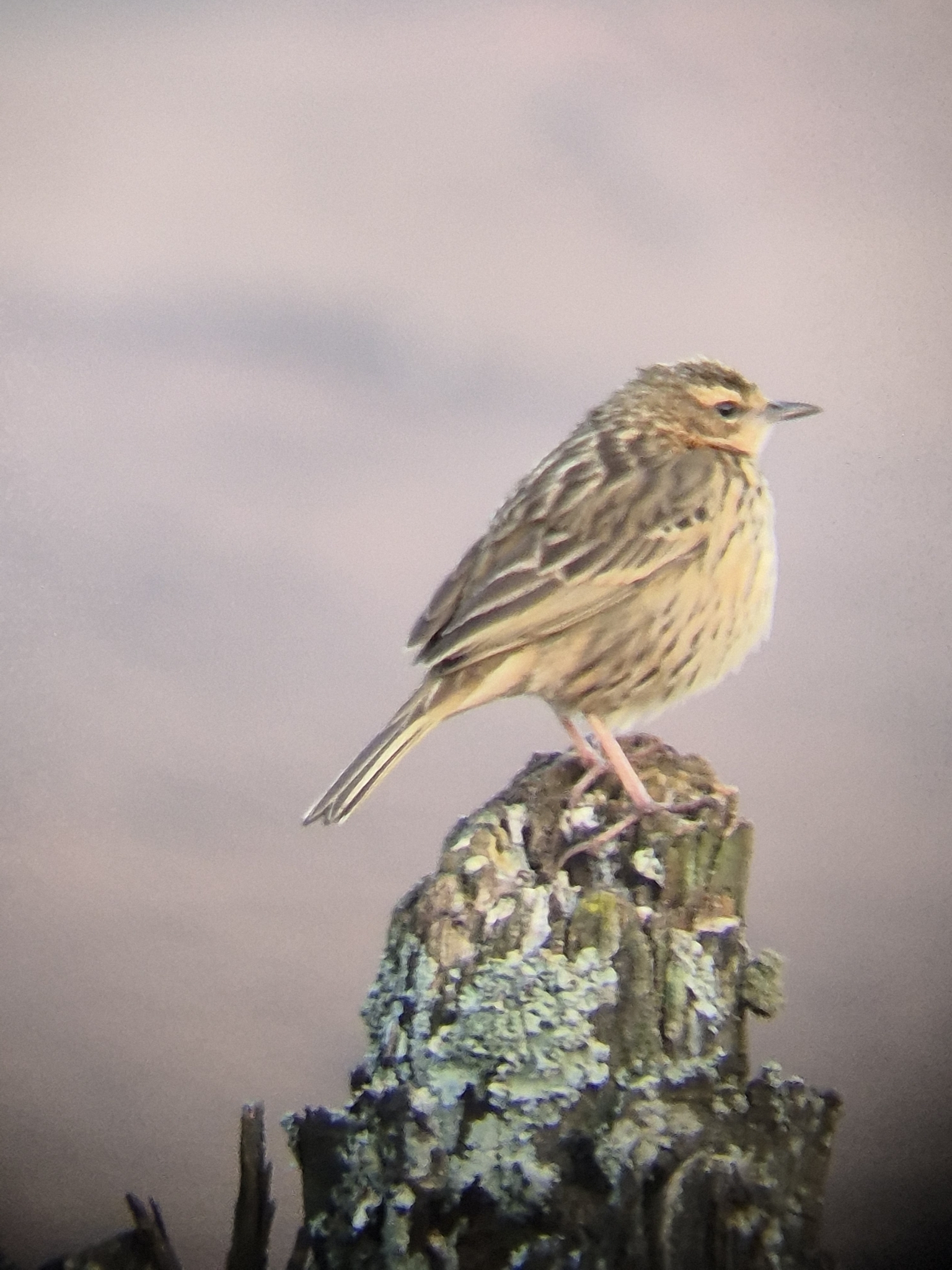 Nilgiri Pipit (Anthus nilghiriensis), photo 8