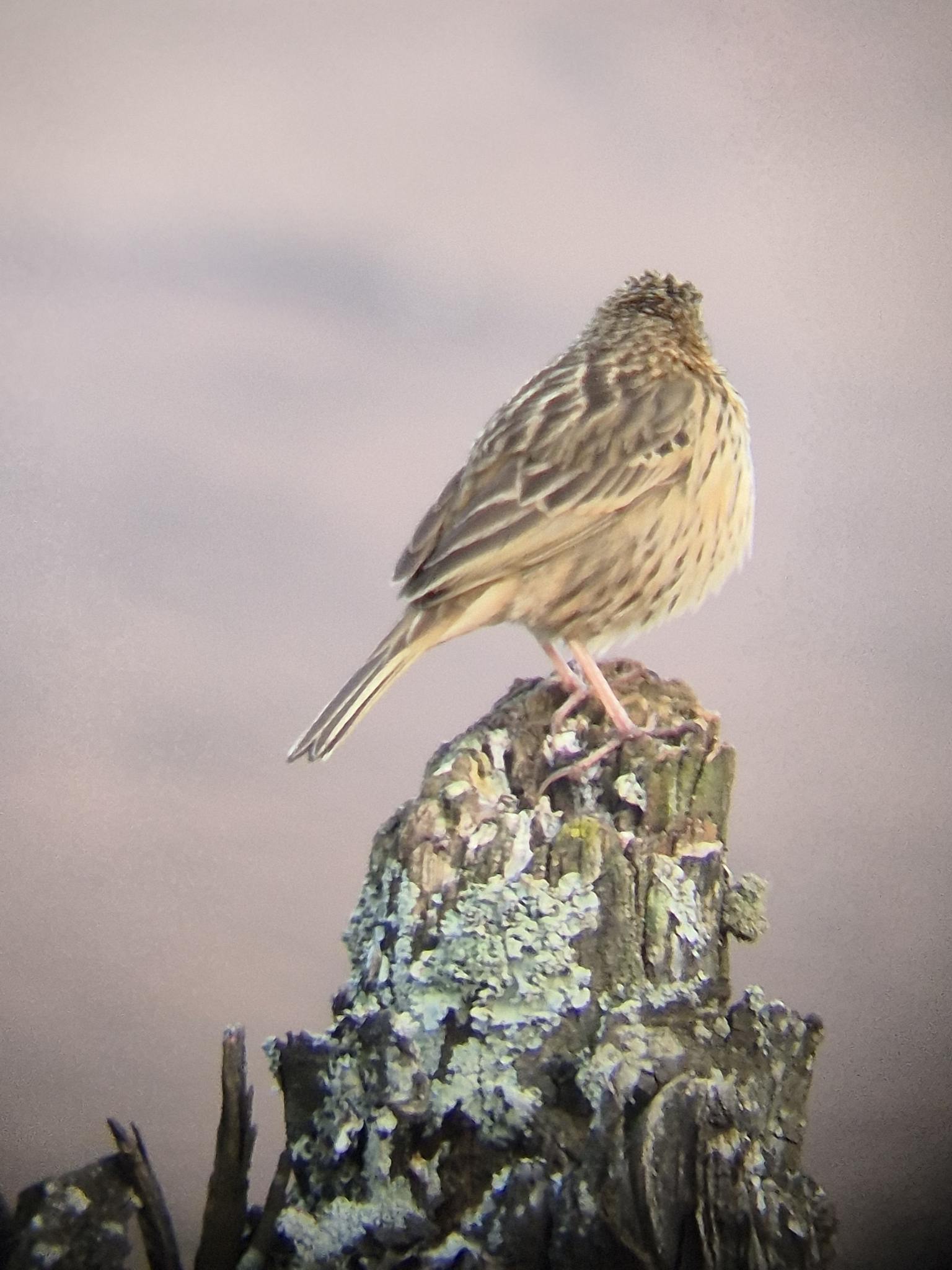 Nilgiri Pipit (Anthus nilghiriensis), photo 9