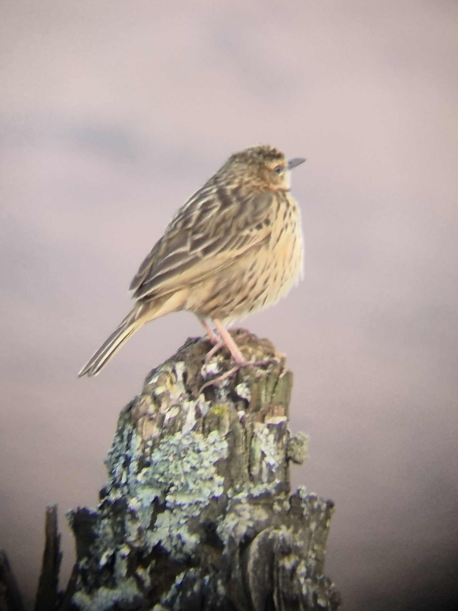 Nilgiri Pipit (Anthus nilghiriensis), photo 10