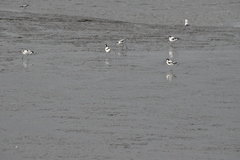 Recurvirostra avosetta