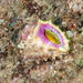 Ricinella rubusidaeus - Photo (c) 808_Diver,  זכויות יוצרים חלקיות (CC BY-NC), הועלה על ידי 808_Diver