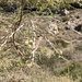 Acacia oerfota