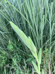 Iris domestica
