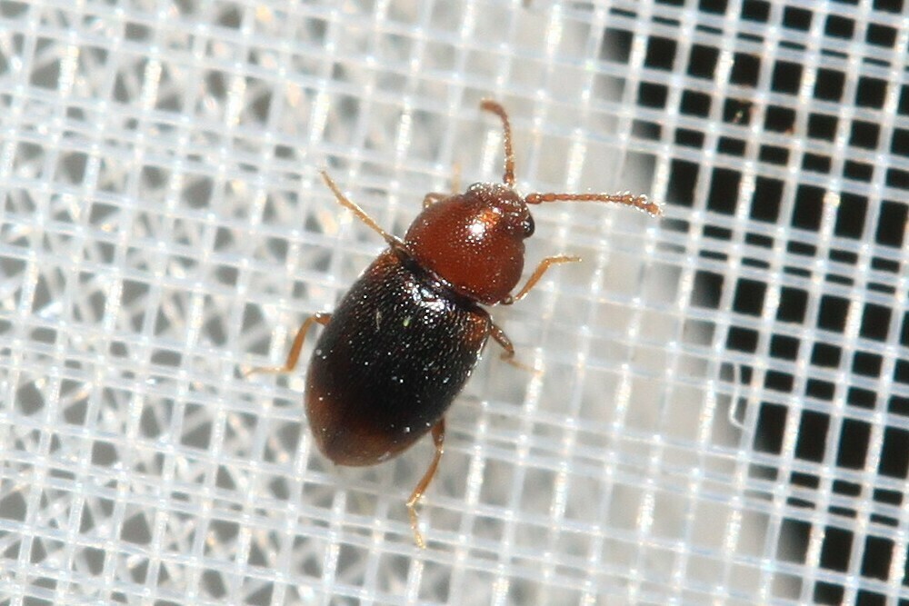 Atomaria scutellaris