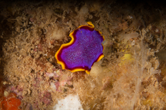 Pseudoceros ferrugineus