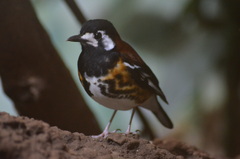 Chestnut-Backed Thrush photo 4