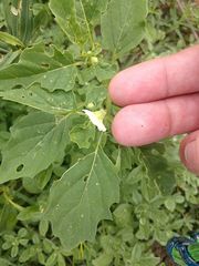 Physalis angulata