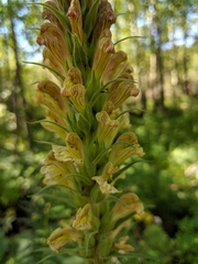 Pedicularis procera