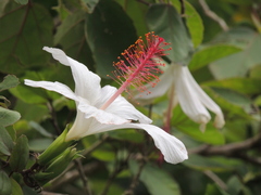 Hibiscus arnottianus