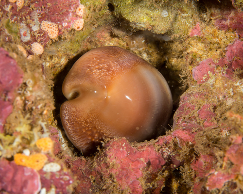 Cypraea schilderorum observed 2016-08-28