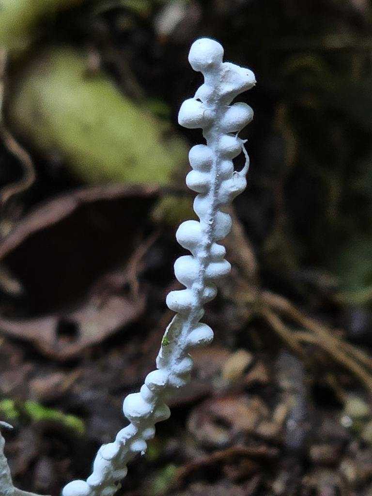 Brunneocorticium corynecarpon · February 2025 · photo: © alan_rockefeller (iNaturalist, cc-by-sa)