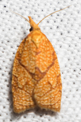 Cenopis reticulatana