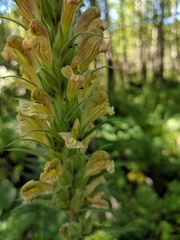 Pedicularis procera