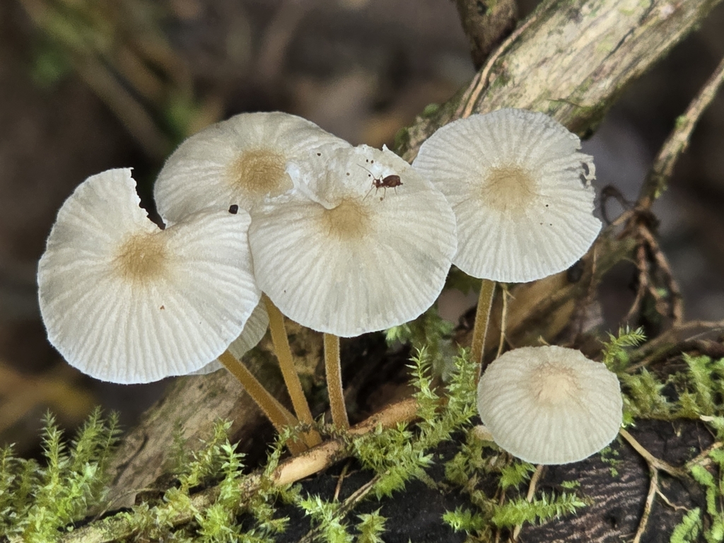 Pseudohiatula irrorata · February 2025 · photo: © alan_rockefeller (iNaturalist, cc-by-sa)