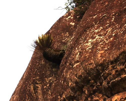 Drakensberg Cycad (Encephalartos ghellinckii)
