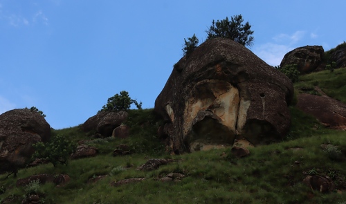 Encephalartos ghellinckii, photograph 1