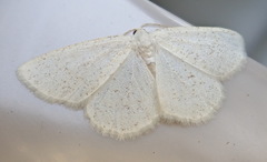 Protitame virginalis