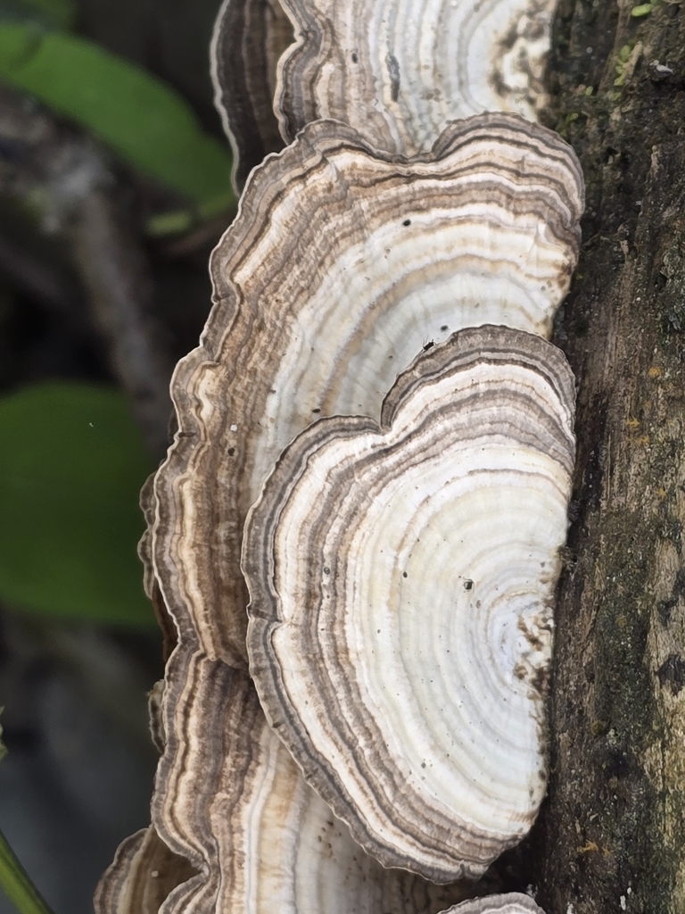 Trametes menziesii