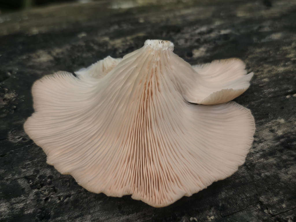 Pleurotus djamor · February 2025 · photo: © alan_rockefeller (iNaturalist, cc-by-sa)
