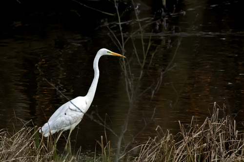 Garceta grande (Ardea alba)