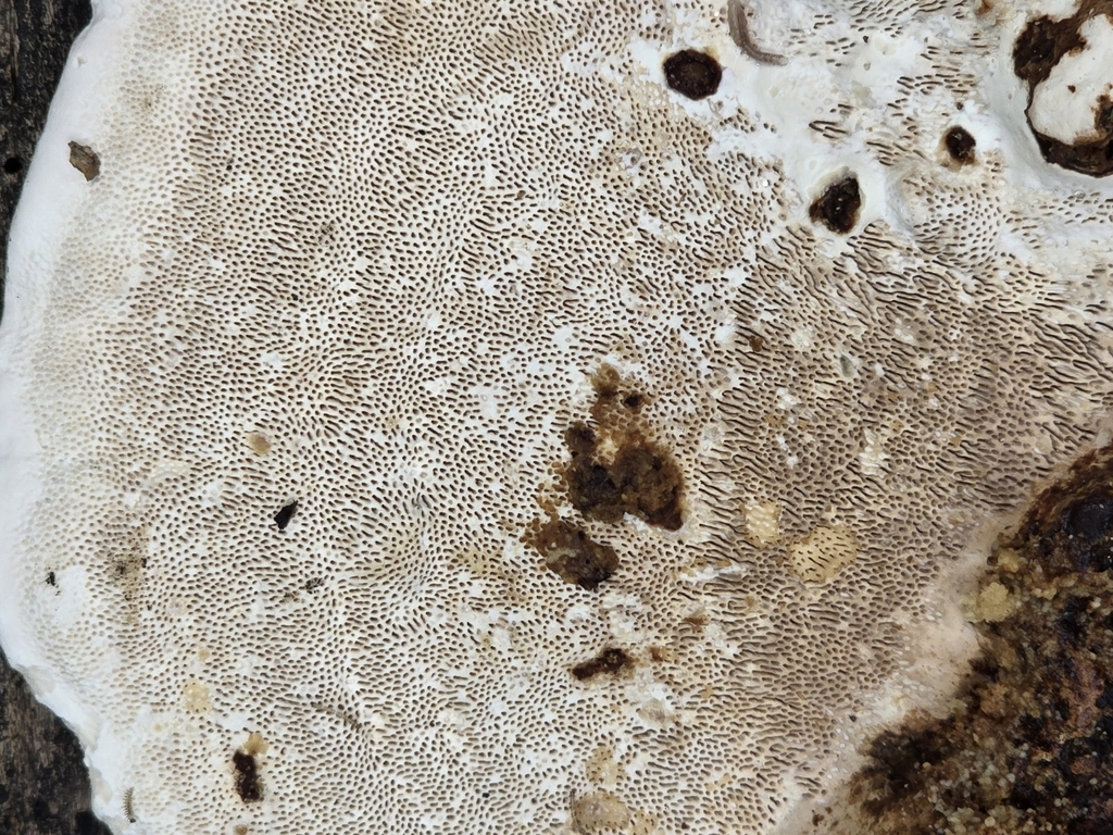 Earliella scabrosa · February 2025 · photo: © alan_rockefeller (iNaturalist, cc-by-sa)