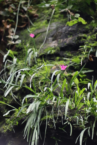 Image of Hesperantha scopulosa by (c) Tony Rebelo, some rights reserved (CC BY-SA)
