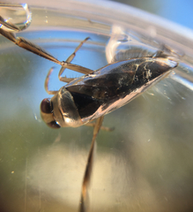 Nepomorpha