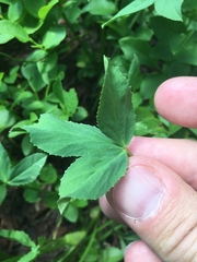 Trifolium parryi