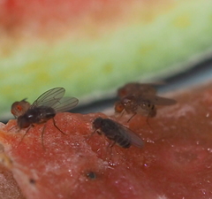 Drosophila phalerata