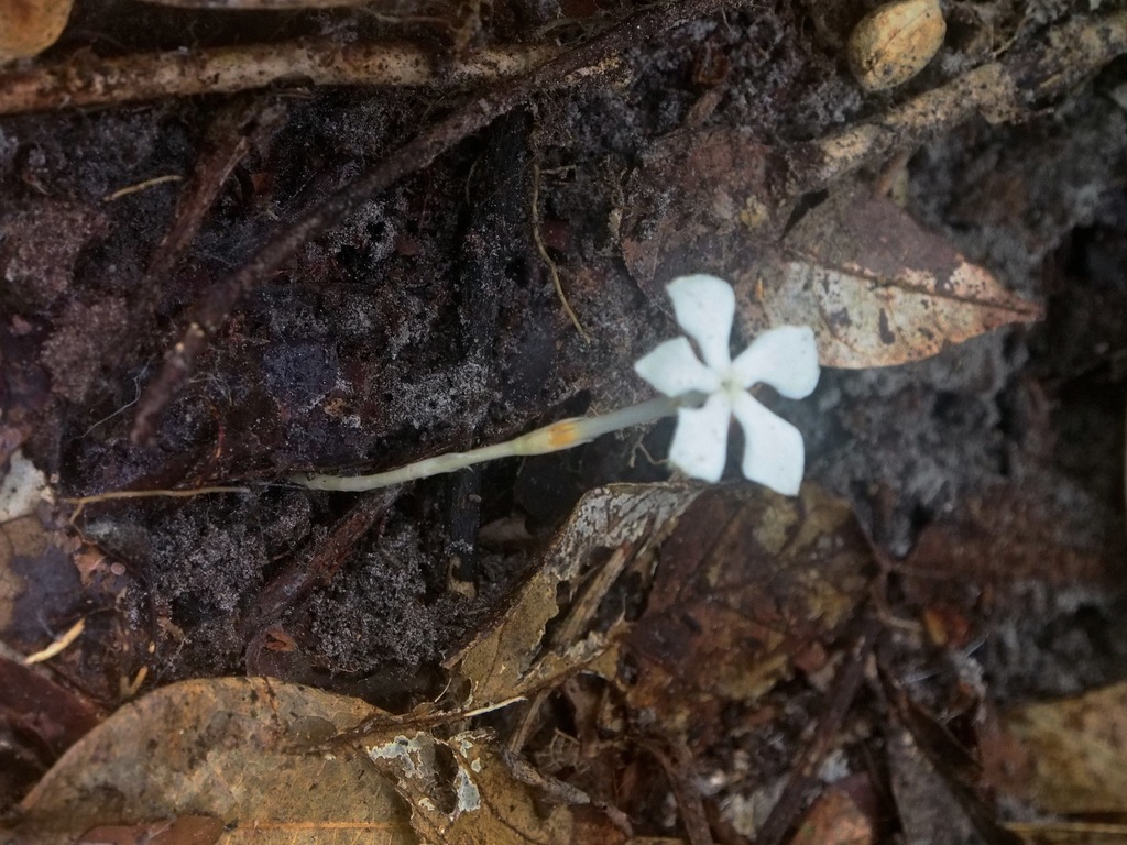 Voyria primuloides