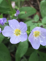 Polemonium pulcherrimum delicatum