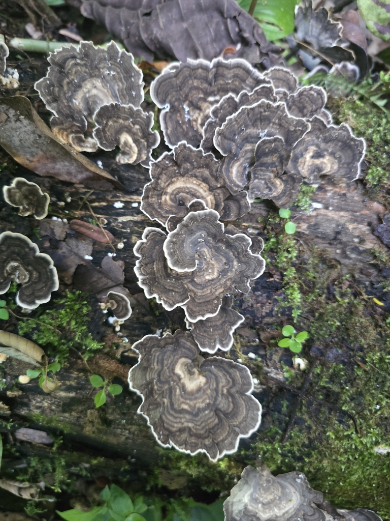 Trametes menziesii · February 2025 · photo: © alan_rockefeller (iNaturalist, cc-by-sa)