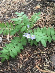 Polemonium pulcherrimum delicatum