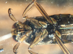 Nepomorpha