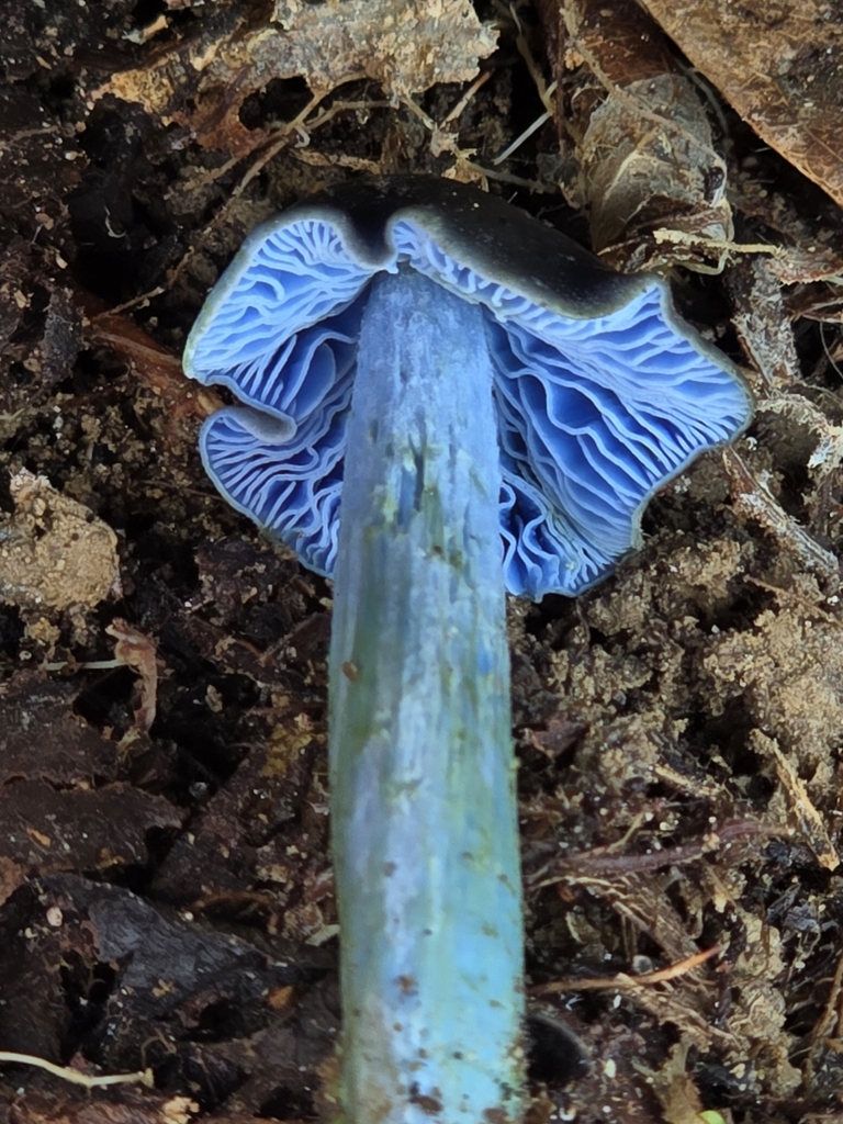 Entoloma azureoviride · February 2025 · photo: © alan_rockefeller (iNaturalist, cc-by-sa)