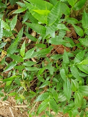 Ichnanthus pallens