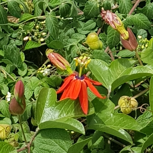 Foto de Maracujá-vermelho