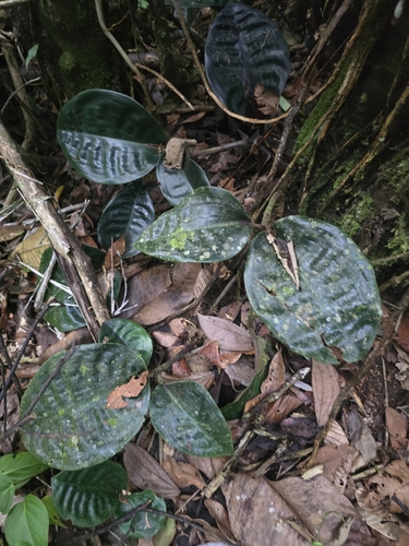 Geogenanthus ciliatus, photograph 6