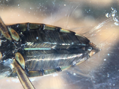 Nepomorpha