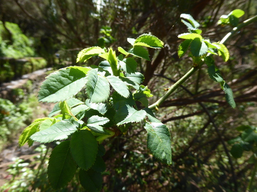 Sambucus lanceolata (Sambucus lanceolata)