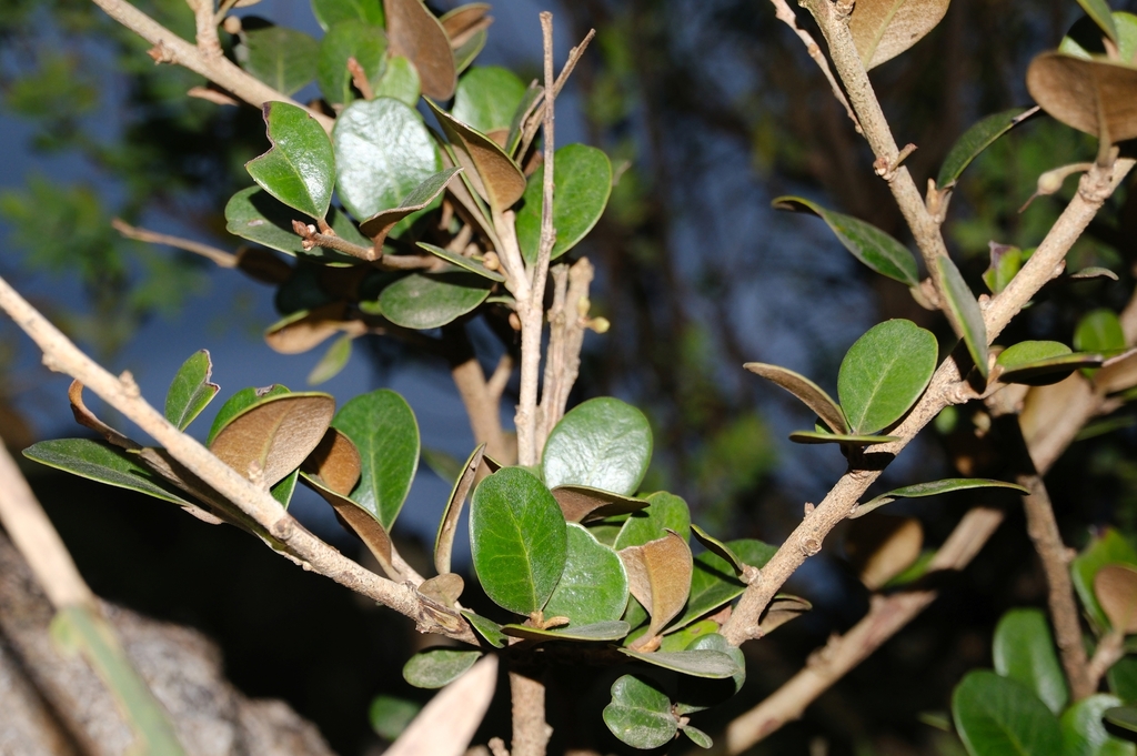 Spiniluma discolor