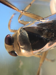 Nepomorpha